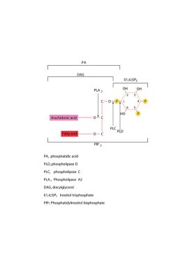 Foshatilinositol Bisphosphate (PIP) ve Phosholipases PLA, PLC ve PLD tarafından üretilen DAG, IP, PA ve Arachidonic Acid 'in yapısı
