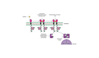 Saytokine JAK-STAT Yolunun Basitleştirilmiş Şematik Diyagramı: Gen İfadesine Giden Algılayıcı İlişkili Sinyal Aktarımı