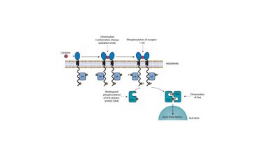 Saytokine JAK-STAT Yolunun Basitleştirilmiş Şematik Diyagramı: Gen İfadesine Giden Algılayıcı İlişkili Sinyal Aktarımı
