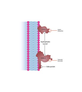 Schematic Diyagram: Cyclooxygenase-1 (COX-1) ve Cyclooxygenase-2 (COX-2) Enzimleri Uyuşturucu Hedefi Resimlemesi