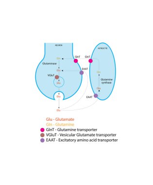 Glutamat-Glutamin döngüsü, nörotransmiter Glutamate (Glu) 'nun (Glu) presinaptik nöron ve çevreleyen Astroklit arasında etkili bir sentez, serbest bırakılmasını ve etkinleştirilmemesini sağlayan önemli bir metabolik ve geri dönüşüm yoludur.