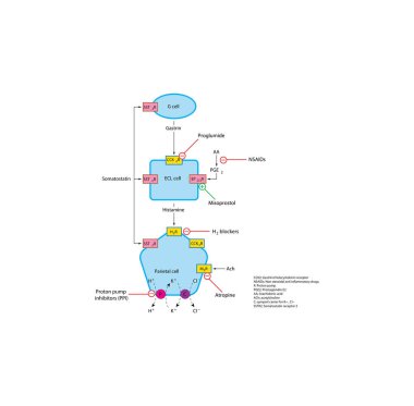 Karmaşık bir biyolojik yol veya hücresel süreç diyagramının vektör çizimi.
