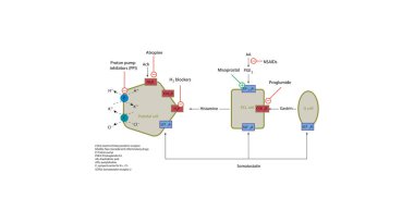 Mide asidinin mide salgılamasının karmaşık düzenleyici yolları, ülser ve reflü gibi asitle ilgili hastalıkların tedavisinde kullanılan anahtar hücrelerle farmakolojik hedefler arasındaki etkileşimlere odaklanır.
