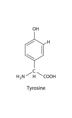 Amino asidin kimyasal yapısının vektör çizimi.