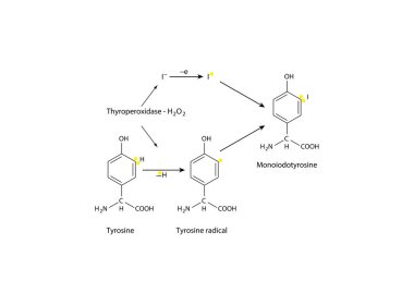 Kimyasal reaksiyon diyagramı triptofan oksitlenme yolu moleküllerinin etiketlerini gösteriyor
