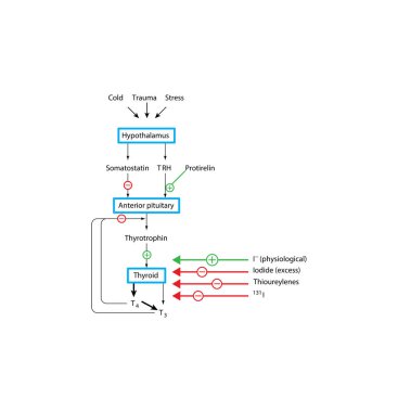 Thyroid Hormon Salgılama Yönetmeliği: Thyrotoxicosis 'te Iodide, TRH, TSH ve iyot Terapisi rolü. Basit şematik çizim.