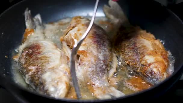 Poisson Naturel Pêché Main Frit Dans Une Panneau Cuisson Poisson — Video