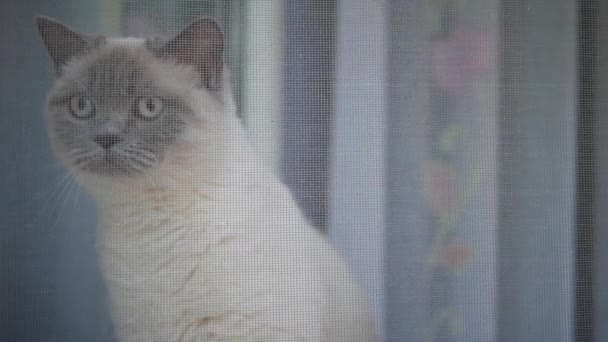 Puszysty Kot Siedzi Oknie Kot Rozgląda Się Dookoła Przez Okno — Wideo stockowe