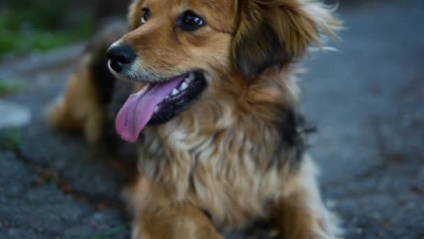 Cão Senta Com Língua Saindo Close Retrato Cães Respirando Pesadamente — Vídeo de Stock