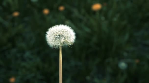 Paardebloem Een Geslacht Van Eenjarige Kruidachtige Planten Genezing Paardebloem — Stockvideo