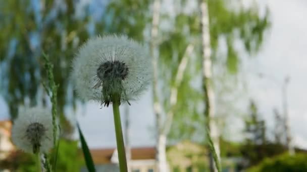 Şifalı Karahindiba Tüylü Kır Çiçeği Tohumları — Stok video