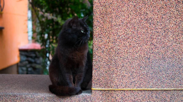 Güzel Siyah Kedi Bir Süre Bir Yere Bakar Korkulukta Oturur — Stok fotoğraf