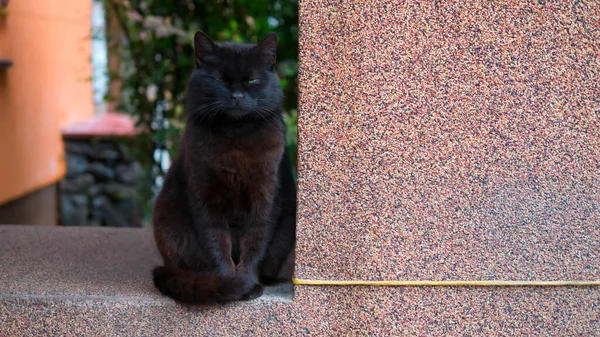 Gato Preto Gato Rua Sem Casa Gato Bonito Está Sentado — Fotografia de Stock