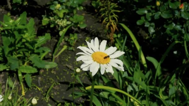 Κοντινό Χαμομήλι Μια Μέλισσα Γονιμοποιεί Ένα Λουλούδι — Αρχείο Βίντεο