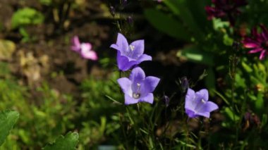 BlueBell Çiçeği. Bahçede güzel mor çiçekler. Yakın plan..