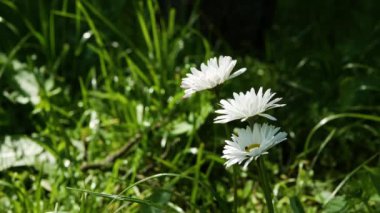 Tarladaki papatyalar, sallanan rüzgarlar, çiçekteki bir böcek. Bitkinin yakın çekimi..