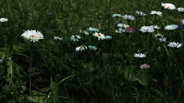 Красиві Ромашки Полі Дитина Бере Квітку Крупним Планом — стокове відео