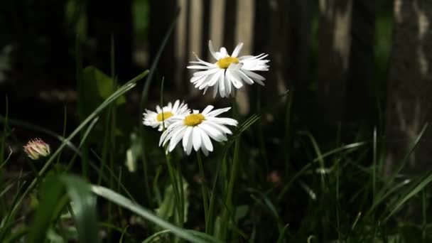 Όμορφα Λουλούδια Κοντά Ζωντανές Μαργαρίτες Όμορφα Λουλούδια Κοντά Ζωηρές Μαργαρίτες — Αρχείο Βίντεο