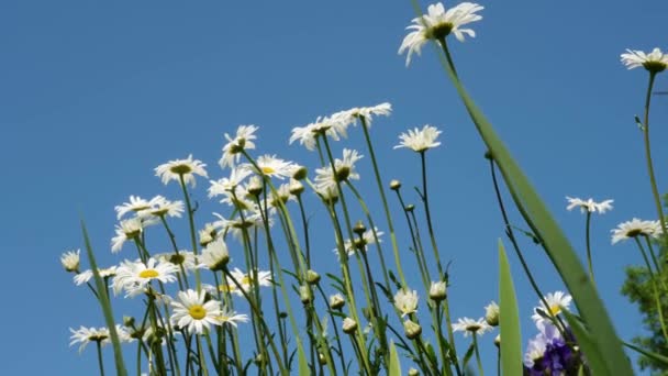 甘菊田 花儿迎着天空 植物被蜜蜂环绕 近距离观察 — 图库视频影像
