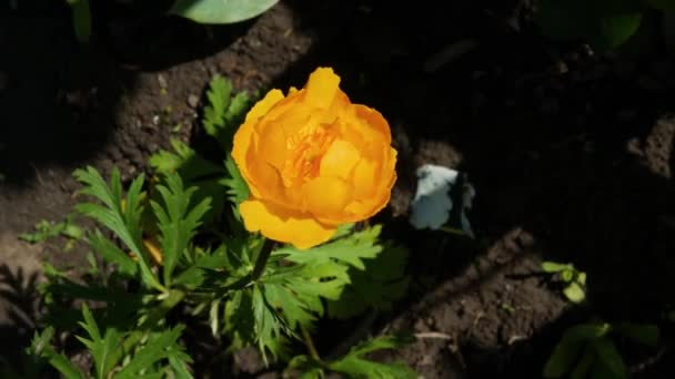 Maillot Bain Floral Belle Floraison Violette Dans Jardin Gros Plan — Video