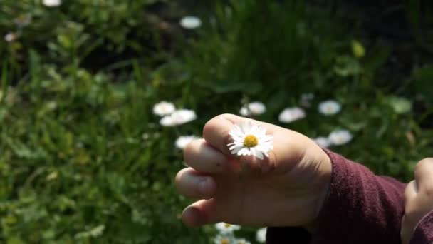 Child Holds Flower His Hand Twists Beautiful Plant Boys Hand — Stock Video