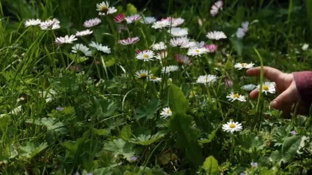 Bär Liten Blomma Liten Pojke Lycklig Blomman Trädgården Barnets Hand — Stockvideo