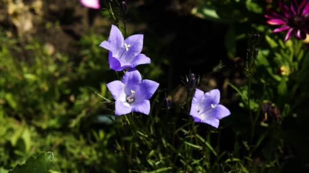 美丽的花 蓝色的花 紫色的花不是普通的花 — 图库视频影像