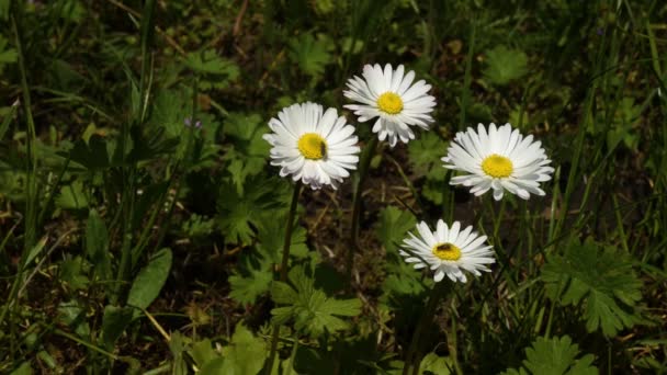 Έντομα Ένα Λουλούδι Όμορφο Λουλούδι Λευκά Πέταλα Κοντινό Πλάνο — Αρχείο Βίντεο