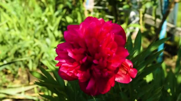 Formica Striscia Fiore Bellissimo Fiore Rosso Nel Giardino Primo Piano — Video Stock