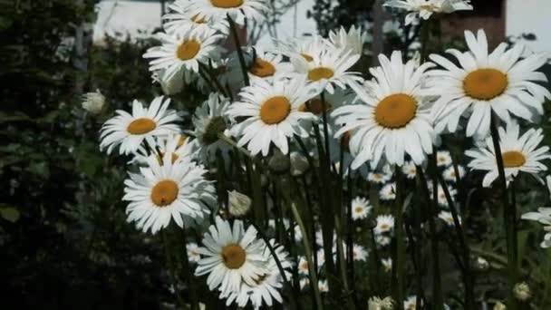 Prachtige Lentemasterijen Bijen Vliegen Vlak Bij Bloemen Close — Stockvideo