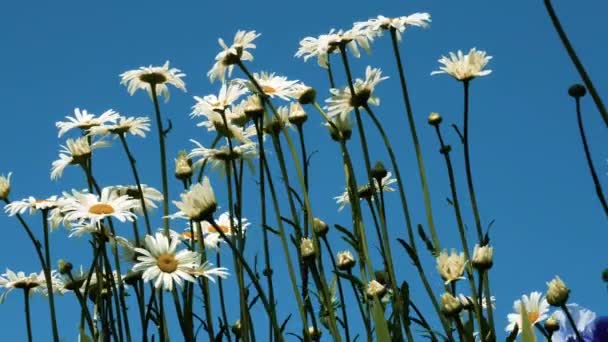 Daisies Bottom View Sky Flowers Surrounded Bees — Stock Video