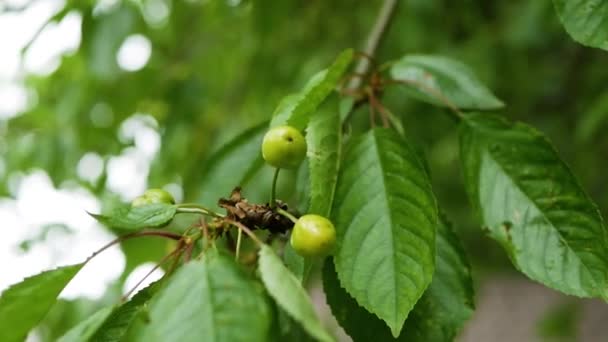 Onrijpe Kersen Groene Bes Een Tak Close — Stockvideo