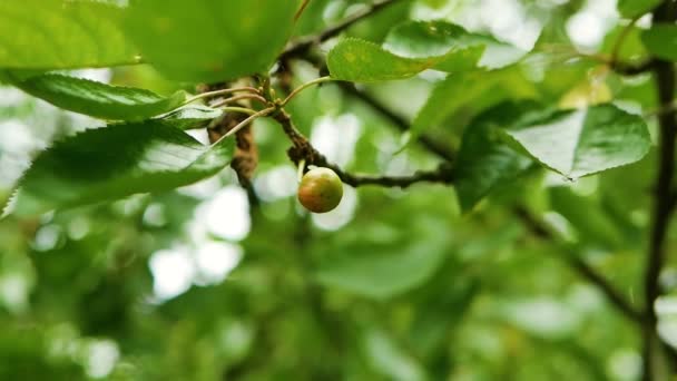 Movimiento Lento Cereza Verde Dulce Una Ramificación Follaje Del Cerezo — Vídeos de Stock