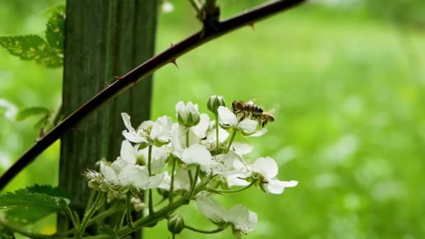 Bijen Vliegen Bestuiven Een Boom Twee Bijen Een Bloeiende Kersenboom — Stockvideo