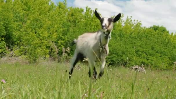 Une chèvre sur une pelouse dans un village, paître et manger de l'herbe, cultiver, élever des animaux.Gros plan.