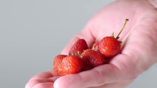 Saftige Erdbeeren Der Hand Eines Mannes Präsentation Der Ernte Großaufnahme — Stockvideo