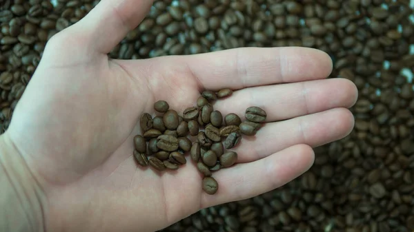 Kaffeebohnen Der Hand Nahaufnahme Draufsicht Natürlich Ausgewählte Getreidebohnen — Stockfoto