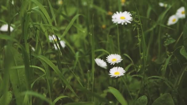 Όμορφο Χαμομήλι Αργή Κίνηση Άγρια Φύση Λουλούδια Στον Κήπο Στο — Αρχείο Βίντεο
