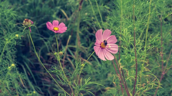 Uma Flor Jardim Uma Aranha Rastejando Sobre Pétalas Uma Planta — Fotografia de Stock