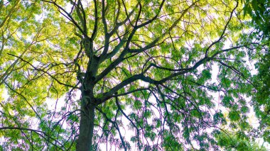 Yeşil yapraklı ağaç, alt görünüm, orman, gezegen ekolojisi, oksijen ağacı