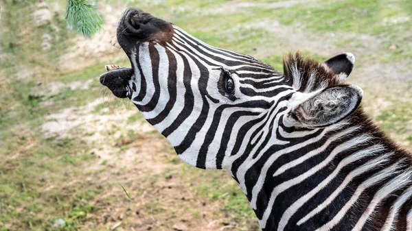 Zebra Open Mouth Trying Eat Green Foliage Hungry Animal Wild — Stock Photo, Image