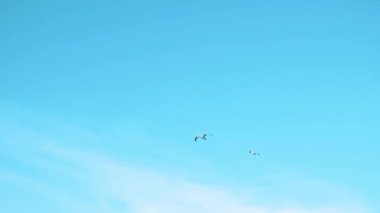 Bir martı sürüsü mavi gökyüzüne doğru uçuyor, martılar kanatlarını çırpıyor, kuşlar uçuyor.