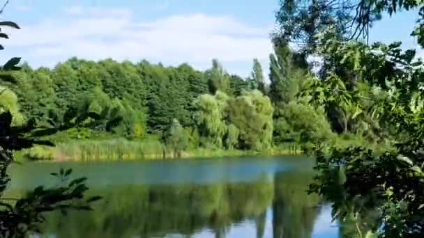 Timelapse Naturaleza Los Ríos Hermoso Bosque Con Río Movimiento Bosque — Vídeos de Stock