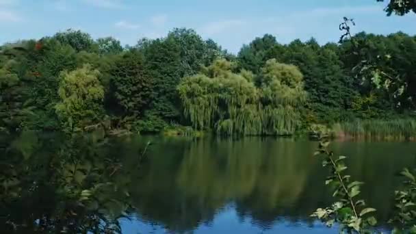 Timelapse Sungai Dan Alam Dari Hutan Yang Indah Dedaunan Hijau — Stok Video