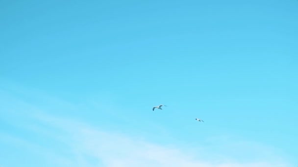 갈매기 하늘을 날아오고 갈매기가 날개를 새들이 날아다닌다 — 비디오