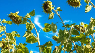 Tarlada ayçiçeği, tohum toplamak, güzel çiçek toplamak, tohumları toplamak, ayçiçeği yapmak.