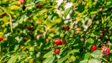 Gül kalçalar tıbbi bitkisel hammaddeler, ağaçta büyüyen gül kalçalar, yakın plan.