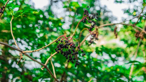 Elderberry growing on a tree,elderberry bush ripe berries.Beautiful twig with elderberry