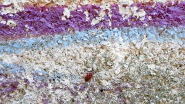 Böcek kırmızı, asker böcek duvarda sürünüyor.