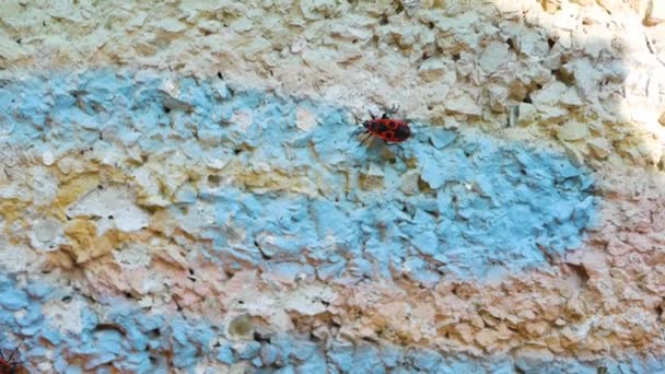 Red soldier bug crawling on the wall,insect,close-up — Stock Footage Red Soldier Bug Crawling Wall Insect Close Stock Video
